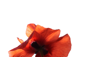 Véronique Perraud - Vianaturo Grenoble, , Bilan naturopathique, Naturopathe, Reflexologie